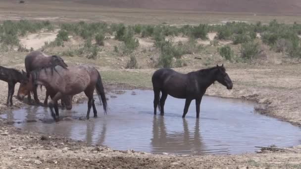 Vilda Hästar Vid Ett Ökenvattenhål Utah — Stockvideo