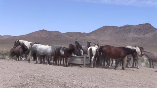 Wildpferde Einem Wüstenwasserloch Utah — Stockvideo