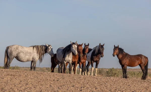 beautiful wild horses in spring in the Utah desert