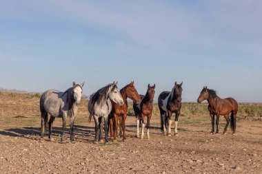 Baharda Utah çölünde güzel vahşi atlar
