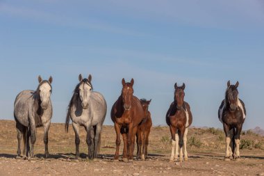 Baharda Utah çölünde güzel vahşi atlar