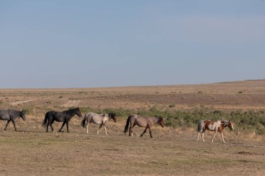 Baharda Utah çölünde güzel vahşi atlar