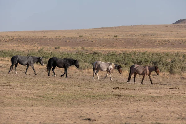 Schöne Wildpferde Frühling Der Wüste Von Utah — Stockfoto