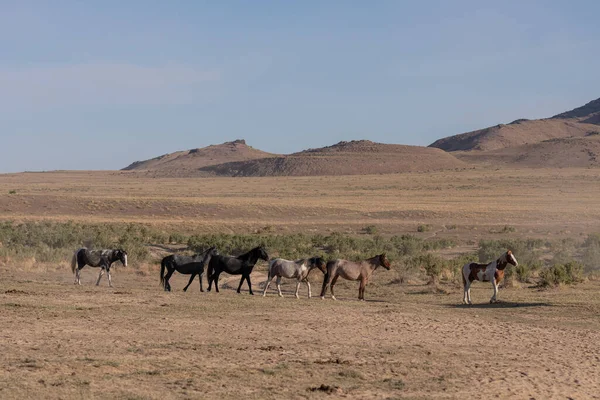 Beautiful Wild Horses Spring Utah Desert — Stock Photo, Image