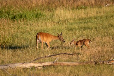 Yazın Colorado 'da beyaz kuyruklu geyik ve yavru geyik.