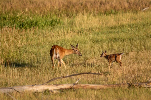 사슴도도 여름에 콜로라도주에서 새끼를 낳는다 — 스톡 사진