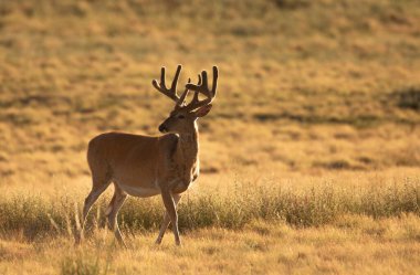 Colorado 'da yazın kadifede beyaz kuyruklu geyik geyiği