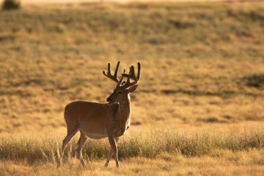 Colorado 'da yazın kadifede beyaz kuyruklu geyik geyiği