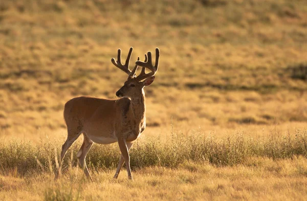 Whitetail Deer Buck Velvet Summer Colorado — Stock Photo, Image