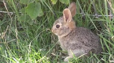 Yazın tatlı, genç bir pamuk kuyruklu tavşan.