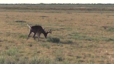 Yazın Colorado 'da kadifede beyaz kuyruklu geyik
