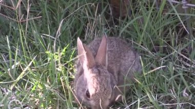 Yazın tatlı, genç bir pamuk kuyruklu tavşan.