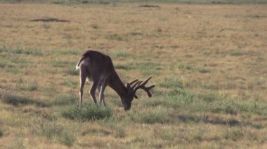 Yazın Colorado 'da kadifede beyaz kuyruklu geyik