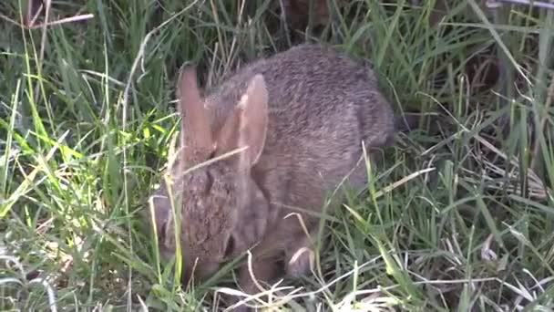 Милый Маленький Кролик Кролик Летом — стоковое видео