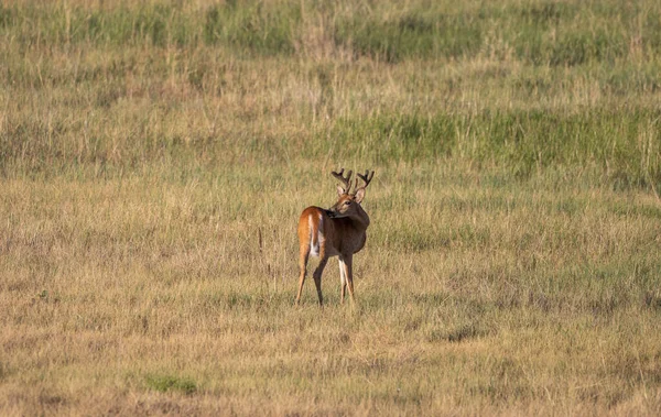 科罗拉多州夏天一只披着天鹅绒的小鹿 — 图库照片