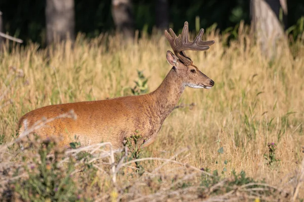 Whitetail Deer Buck Velvet Summer Colorado — Stock Photo, Image