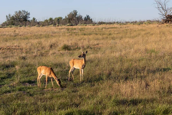 ホワイトテール鹿はコロラド州で夏に行います — ストック写真