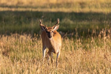 Yazın Colorado 'da kadifede beyaz kuyruklu geyik geyiği