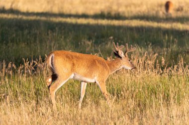 Yazın Colorado 'da kadifede beyaz kuyruklu geyik geyiği