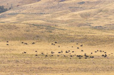Utah Antilop Adası 'nda sonbaharda bizon sürüsü