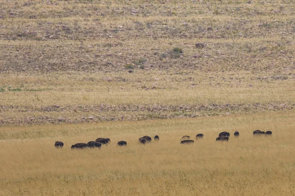 Troupeau Bisons Sur Île Antelope Utah Automne — Photo