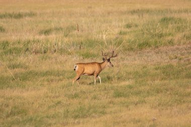 Yazın Colorado 'da kadifede geyik leşi