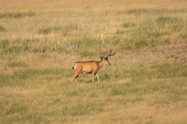 Cerf Mulet Velours Dans Colorado Été — Photo