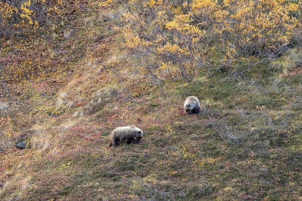 Filhotes Urso Pardo Denali National Park Alaska Outono — Fotografia de Stock