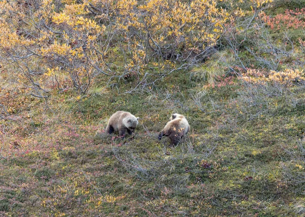 Medvědice Medvědí Národním Parku Denali Aljašce Podzim — Stock fotografie