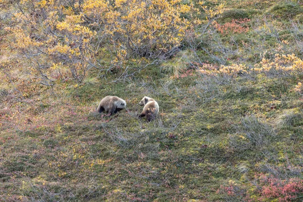 Medvědice Medvědí Národním Parku Denali Aljašce Podzim — Stock fotografie