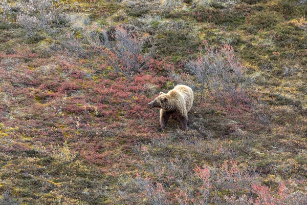 Oso Pardo Parque Nacional Denali Alaska Otoño —  Fotos de Stock