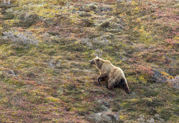 Oso Pardo Parque Nacional Denali Alaska Otoño — Foto de Stock