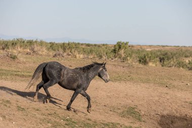 Baharda Utah çölünde vahşi bir at.