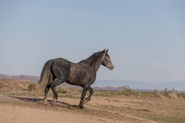 Baharda Utah çölünde vahşi bir at.