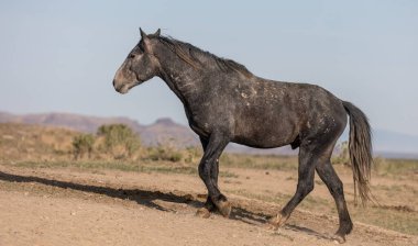 Baharda Utah çölünde vahşi bir at.