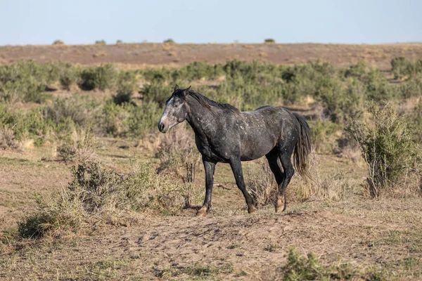 Wild Horse Utah Desert Spring — Stock Photo, Image