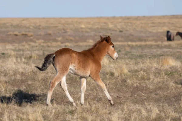 Potro Cavalo Selvagem Bonito Deserto Utah Primavera — Fotografia de Stock