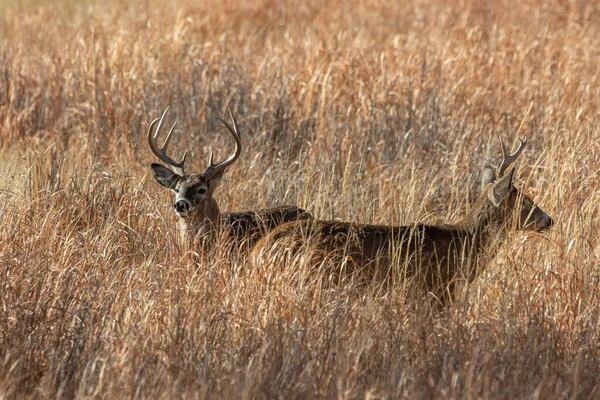 Par Dólares Veados Whitetail Durante Rotina Outono Colorado — Fotografia de Stock