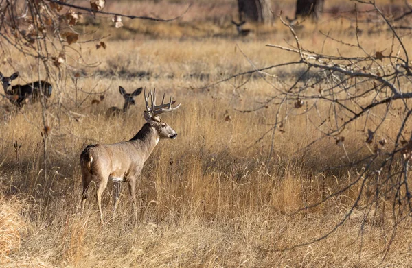 Barril Veado Whitetail Durante Rotina Outono Colorado — Fotografia de Stock