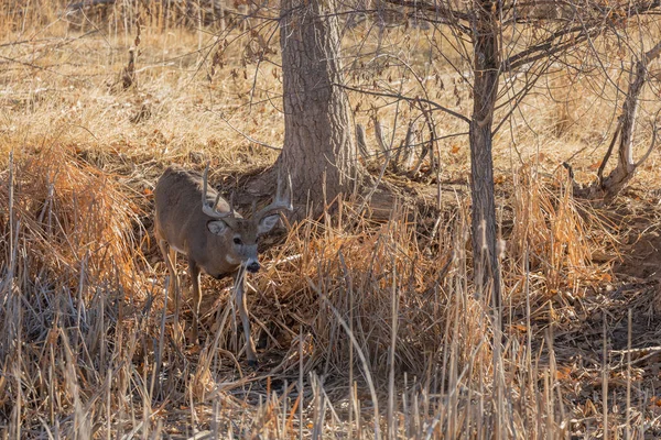 Een Witstaart Hertenbok Tijdens Herfstsleur Colorado — Stockfoto