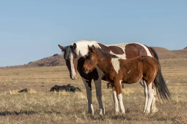 Eine Wildpferdstute Und Ihr Süßes Fohlen Der Wüste Von Utah — Stockfoto