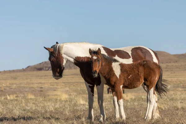 Eine Wildpferdstute Und Ihr Süßes Fohlen Der Wüste Von Utah — Stockfoto