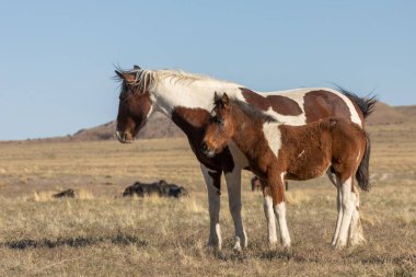 Utah çölünde vahşi bir at kısrağı ve onun tatlı tayı.