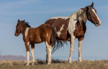Utah çölünde vahşi bir at kısrağı ve yavrusu.