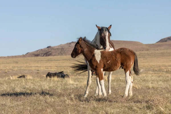Vild Häst Sto Och Hennes Söta Föl Utah Öknen — Stockfoto