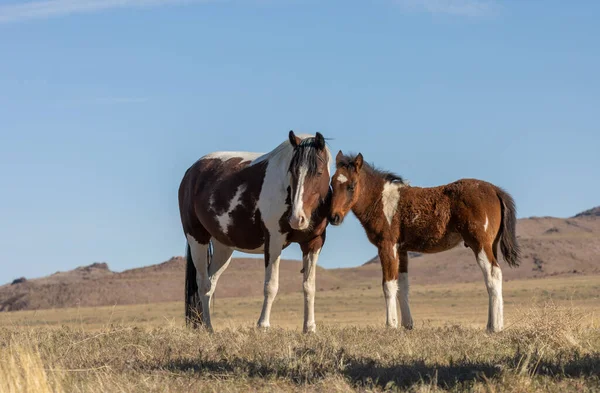 Vild Häst Sto Och Hennes Söta Föl Utah Öknen — Stockfoto