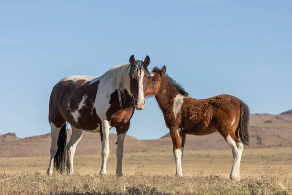Utah çölünde vahşi bir at kısrağı ve onun tatlı tayı.