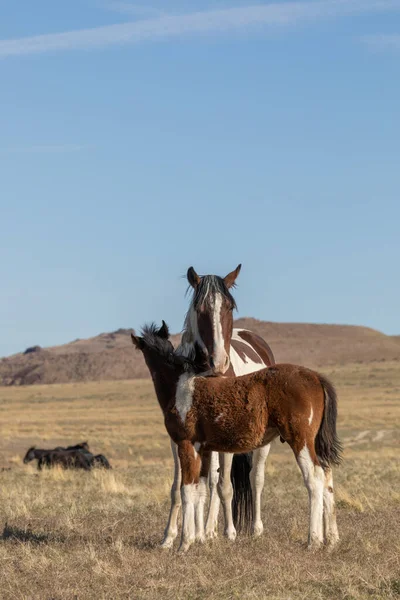 Dzika Klacz Jej Słodkie Źrebię Pustyni Utah — Zdjęcie stockowe