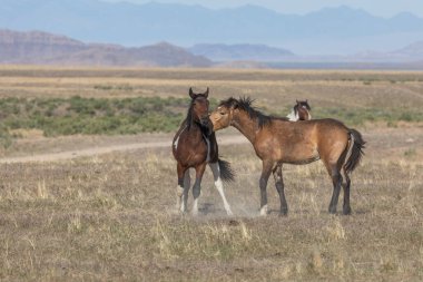 Uta çölünde savaşan bir çift vahşi at.