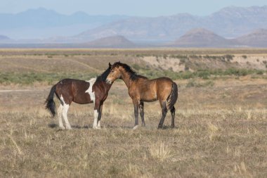 Uta çölünde savaşan bir çift vahşi at.